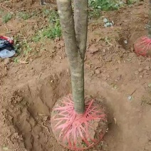 桂花树，大的，小苗，都有货。