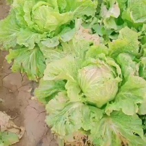 白菜供应
