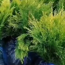 洒金柏营养杯洒金柏地苗洒金柏洒金柏球