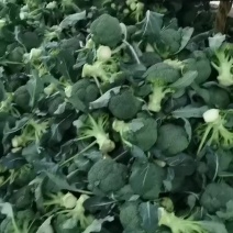 河北省昌黎县精品西兰花大量上市价格美丽