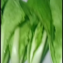 奶白菜