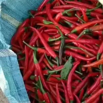 精品朝天椒