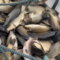 精品钓场黄金鲫，皮毛好，出鱼率高，江浙沪皖豫周边均可发货