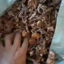 纯野生榛蘑，手工晾嗮。颜色很OK