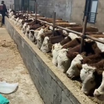 【西门塔尔牛】贵州养殖基地直供质量保证可视频选牛全国发货