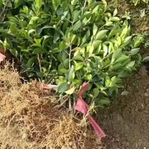 茶梅