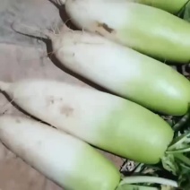 白萝卜