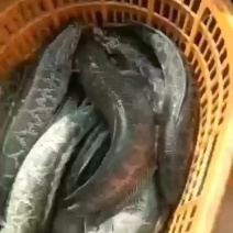 黑鱼