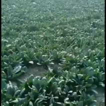 精品菠