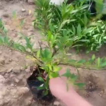 小叶栀子花大杯苗，矮胖型，一手货源