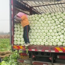 白菜甘蓝。娃娃菜