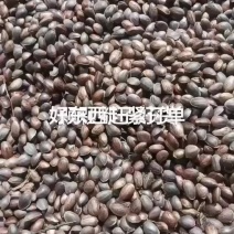 云南手包落水红皮松子正在上市中需要的老板联系