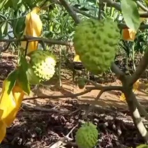 释迦果
