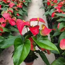 120#红斑观赏凤梨红掌丹尼斯鸿运当头红星黄星