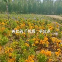 杜鹃黄杜鹃羊踯躅一手货源批发量大优惠欢迎基地参观考察
