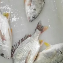 黄翅鱼