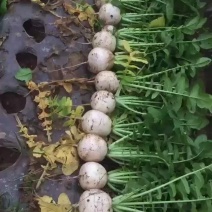 精品泥萝卜。圆根萝卜。大量上市中