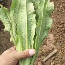 本地油麦质量好，颜色一年四季有货，价格质量保证