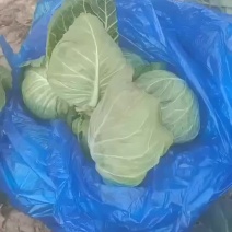 牛心菜，上海奉贤区本地牛心菜100亩现货。
