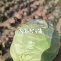 宁夏甘蓝（包菜）