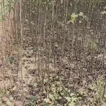秋月梨苗