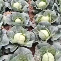 精品甘蓝大量上市