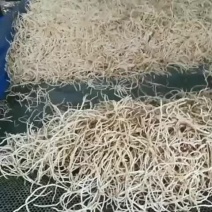 鱼腥草
