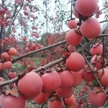 无籽小火罐柿子树(胸径5~15公分，主干高1~2.5米)
