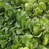 大白菜便宜了