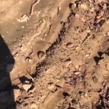 1.8米分枝精品阳光樱清地，需要的速度