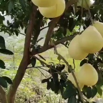 来哦，，红心柚哦，，，搞快点哦，，，，，