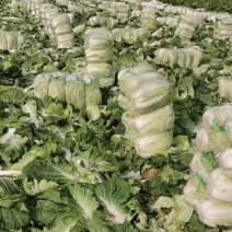 夏邑白菜-青杂三号白菜大量上市价格便宜欢迎采购咨询