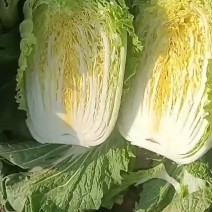 精品黄心大白菜产地直供，一手货源，代发全国！
