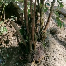 精品熟桩南天竹
