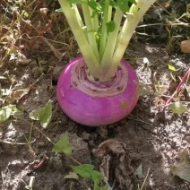 自家种植高海拔3000米红萝卜自家圈养猪肉，猪头猪火煺。