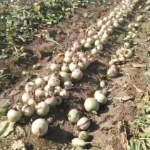 大量供应满堂红萝卜市场货加工场货都有