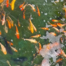 锦鲤