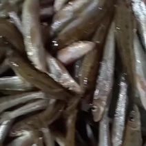 棍子鱼新鲜加冰打包发货