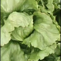 优质球生菜，货源不多，购者从速
