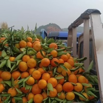 丹江口市叶桔，被命名为“中华名果”皮薄，口感好色泽鲜艳