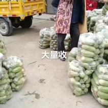 精品青萝卜