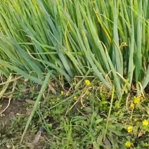 小香葱