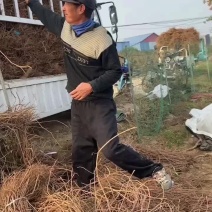 供应80万株爬山虎凌宵