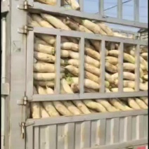 白萝卜，邢台柏乡，量大，出货快