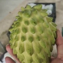 释迦果冬果