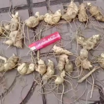 黄精苗全带芽头有几百万棵黄精苗卖，今年有老板种黄精的联系