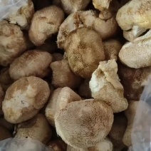精品猴头质量非常好个个有男人拳头大