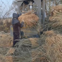 稻草治沙稻草、治沙草、手把草，长度80公分以上。