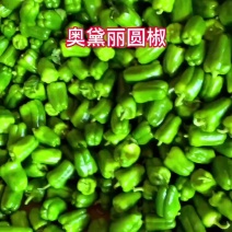 青州产地大量圆椒，可供市场、超市、电商等，全国发货