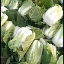 湖北黄心白菜，欢迎老板咨询…